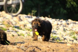 altdeutsche-shaferhunde-comme-chiens-et-loups0120