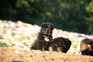 altdeutsche-shaferhunde-comme-chiens-et-loups0121