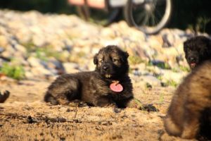 altdeutsche-shaferhunde-comme-chiens-et-loups0122
