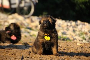 altdeutsche-shaferhunde-comme-chiens-et-loups0124