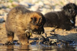 altdeutsche-shaferhunde-comme-chiens-et-loups0125