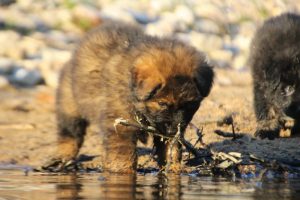 altdeutsche-shaferhunde-comme-chiens-et-loups0126