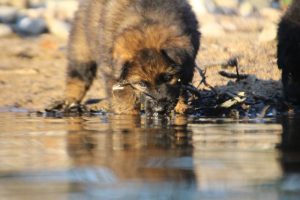 altdeutsche-shaferhunde-comme-chiens-et-loups0127