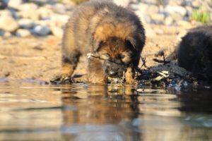 altdeutsche-shaferhunde-comme-chiens-et-loups0128