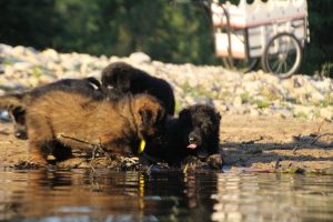 altdeutsche-shaferhunde-comme-chiens-et-loups0130