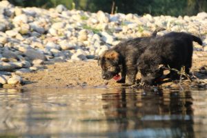 altdeutsche-shaferhunde-comme-chiens-et-loups0131