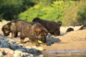 altdeutsche-shaferhunde-comme-chiens-et-loups0132