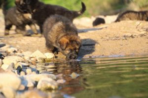 altdeutsche-shaferhunde-comme-chiens-et-loups0133