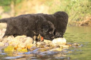 altdeutsche-shaferhunde-comme-chiens-et-loups0134