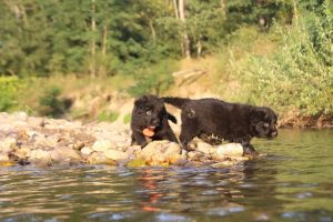 altdeutsche-shaferhunde-comme-chiens-et-loups0135