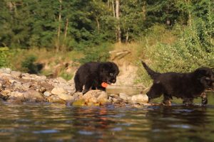 altdeutsche-shaferhunde-comme-chiens-et-loups0136