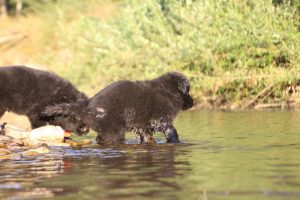 altdeutsche-shaferhunde-comme-chiens-et-loups0138