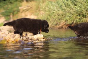 altdeutsche-shaferhunde-comme-chiens-et-loups0139