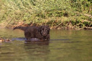 altdeutsche-shaferhunde-comme-chiens-et-loups0140