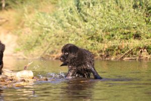 altdeutsche-shaferhunde-comme-chiens-et-loups0141