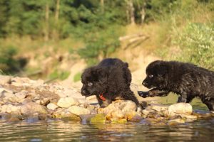 altdeutsche-shaferhunde-comme-chiens-et-loups0142