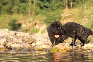 altdeutsche-shaferhunde-comme-chiens-et-loups0143