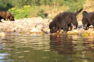 altdeutsche-shaferhunde-comme-chiens-et-loups0144