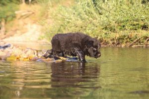 altdeutsche-shaferhunde-comme-chiens-et-loups0145