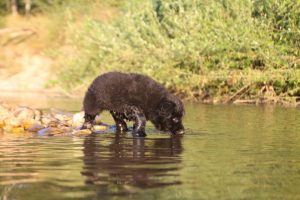 altdeutsche-shaferhunde-comme-chiens-et-loups0146