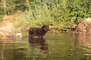 altdeutsche-shaferhunde-comme-chiens-et-loups0147