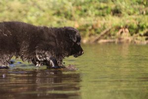 altdeutsche-shaferhunde-comme-chiens-et-loups0148