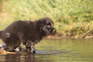 altdeutsche-shaferhunde-comme-chiens-et-loups0149