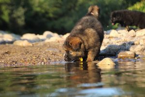 altdeutsche-shaferhunde-comme-chiens-et-loups0150