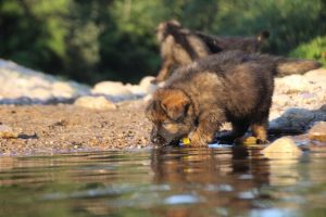 altdeutsche-shaferhunde-comme-chiens-et-loups0151