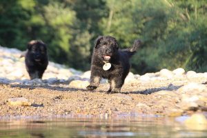 altdeutsche-shaferhunde-comme-chiens-et-loups0152