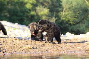 altdeutsche-shaferhunde-comme-chiens-et-loups0153