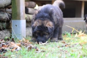 chiot-berger-allemand-poil-long0003