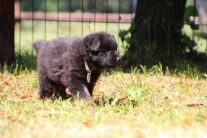 chiot-berger-allemand-poil-long0005