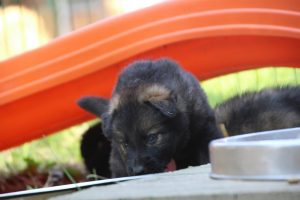 chiot-berger-allemand-poil-long0007