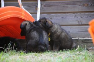 chiot-berger-allemand-poil-long0013