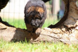 chiot-berger-allemand-poil-long0018