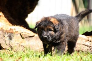 chiot-berger-allemand-poil-long0019