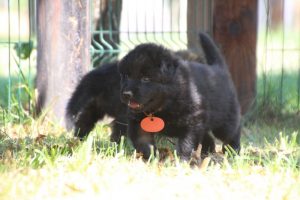 chiot-berger-allemand-poil-long0022