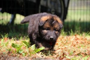 chiot-berger-allemand-poil-long0025