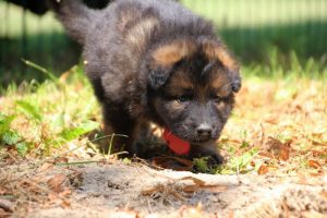 chiot-berger-allemand-poil-long0026