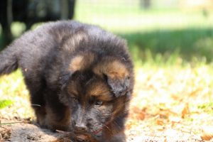 chiot-berger-allemand-poil-long0027