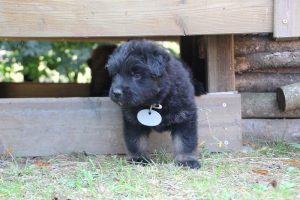 chiot-berger-allemand-poil-long0033