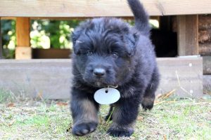 chiot-berger-allemand-poil-long0034