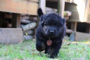 chiot-berger-allemand-poil-long0038