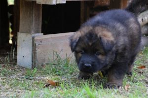 chiot-berger-allemand-poil-long0052