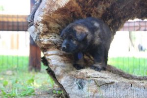 chiot-berger-allemand-poil-long0080