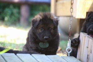 chiot-berger-allemand-poil-long0091