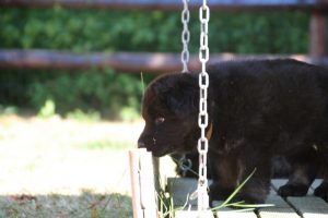 chiot-berger-allemand-poil-long0095