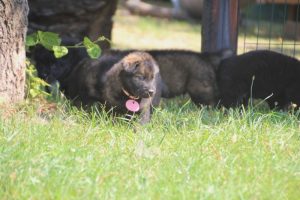 chiot-berger-allemand-poil-long0101