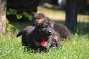 chiot-berger-allemand-poil-long0103